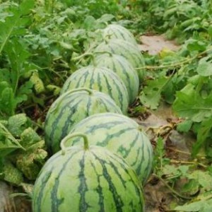 热门大瓜每日必吃大瓜合集